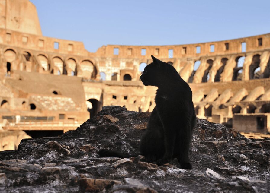 Colosseum, Roman Forum, Palatine Hill - the PRIVATE TOUR - A Private Route Through the Colosseum, Roman Forum, and Palatine Hill