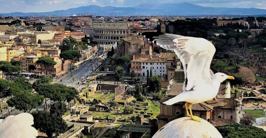 Rome: Vatican, Colosseum & Main Squares Tour w/ Lunch & Car - When the Vatican is closed: your Sunday backup plan